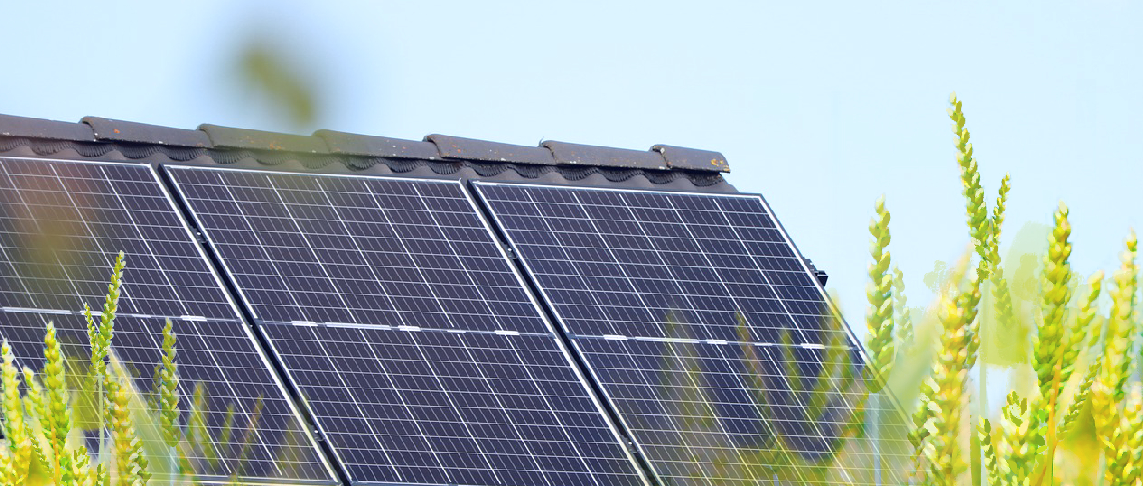 屋 顶 晒 秋 阳 ， 收 获 好“丰”光